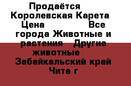 Продаётся!     Королевская Карета › Цена ­ 300 000 - Все города Животные и растения » Другие животные   . Забайкальский край,Чита г.